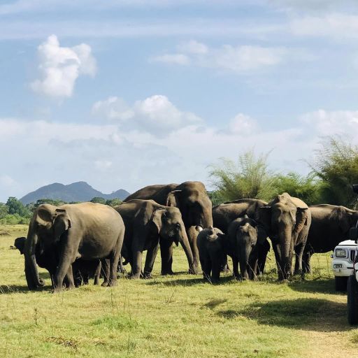 Minneriya Tusker Safari