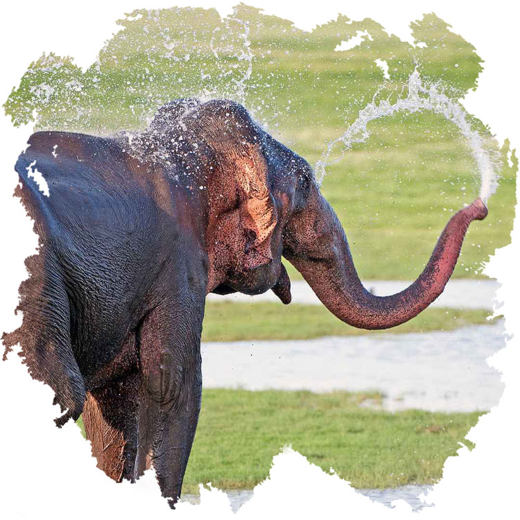 elephant-with-water